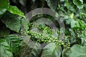 Coffee Plantation.