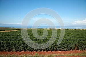 Coffee plantation on Maui Hawaii