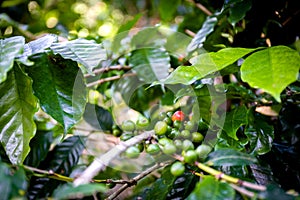 Coffee plantation near Las Terrazas photo