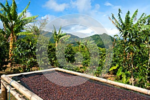 Coffee plantation in Panama, Central America. photo