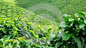 Coffee Plantation photo