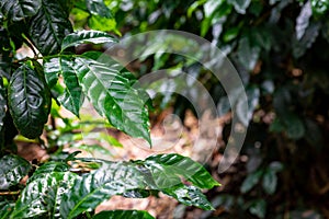 Coffee plantation, raw green coffee beans and leaves, in Boquete, Panama. Central America.