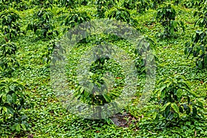 Coffee plantation, raw green coffee beans and leaves, in Boquete, Panama. Central America.