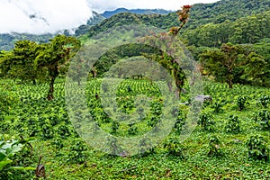 Coffee plantation, raw green coffee beans and leaves, in Boquete, Panama. Central America.