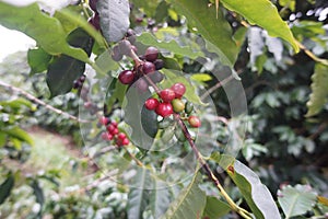 Coffee plantation in the rural town of Carmo de Minas Brazil photo