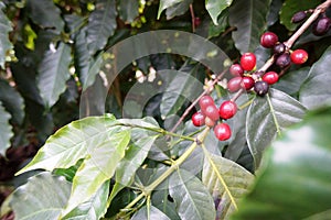 Coffee plantation in the rural town of Carmo de Minas Brazil photo