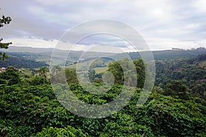 Coffee plantation in the rural town of Carmo de Minas Brazil photo