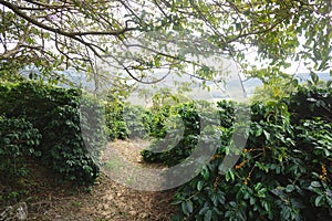 Coffee plantation in the rural town of Carmo de Minas Brazil photo