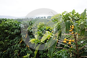 Coffee plantation in the rural town of Carmo de Minas Brazil photo