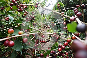 Coffee plantation in the rural town of Carmo de Minas Brazil photo