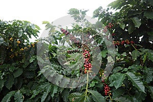 Coffee plantation in the rural town of Carmo de Minas Brazil photo