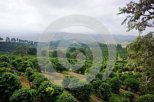 Coffee plantation in the rural town of Carmo de Minas Brazil photo