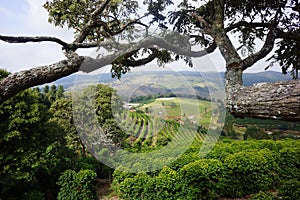 Coffee plantation in the rural town of Carmo de Minas Brazil photo