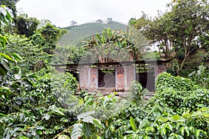 Coffee plantation photo