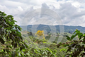 Coffee plantation photo