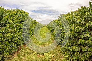 Coffee plantation in Zambia