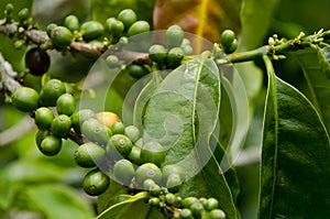 Coffee plantations