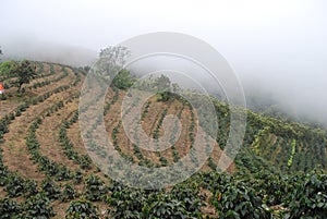 Coffee plantations in costa rica, central valley