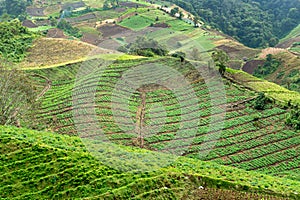 Coffee plantations in the province of Chiriqui in Panama photo