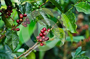 Coffee plants. Branches with coffee beans