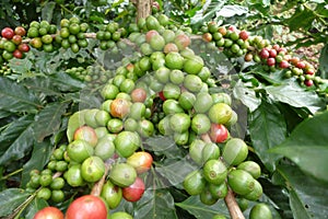 Coffee plants in Dalat, Vietnam