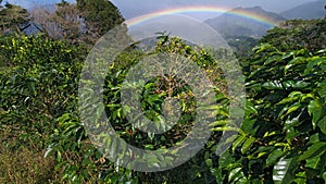 Coffee Plants and Rainbow