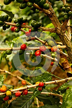 Coffee plants to mature