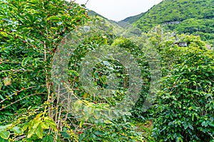 coffee production area in FajÃ£ dos Vimes- SÃ£o Jorge Island-Azores-Portugal. photo