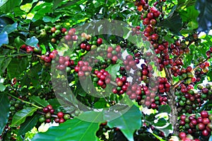 Coffee production in Brazil