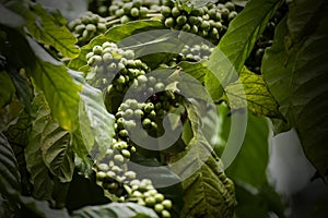 Káva plantáž v 
