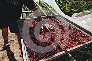 Coffee Raw coffee beans Dried coffee People are sorting coffee beans