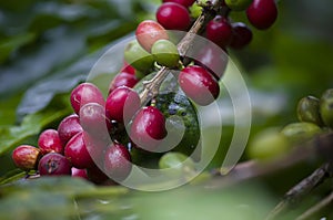 Coffee. Real coffee plant with red beans on roasted coffee beans