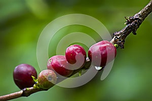 Coffee. Real coffee plant with red beans on roasted coffee beans