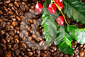Coffee. Real coffee plant on roasted coffee background