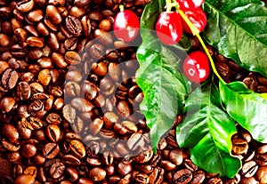 Coffee. Real coffee plant on roasted coffee background