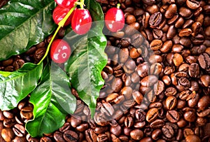 Coffee. Real coffee plant on roasted coffee background