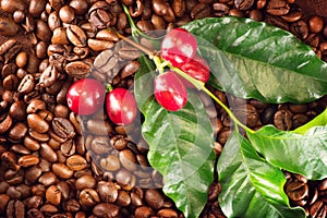 Coffee. Real coffee plant on roasted coffee beans