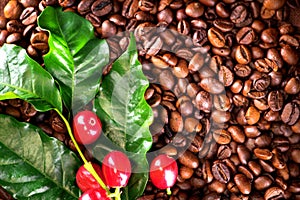 Coffee. Real coffee plant on roasted coffee beans background