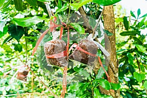 Coffee saplings by seeding method were wrapped with coconut husks in plastic bags