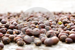 Coffee seed with natural light