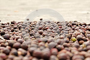 Coffee seed with natural light