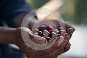 Coffee seed on the oldhand