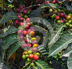 Coffee Seed. A plantation in a organic farm