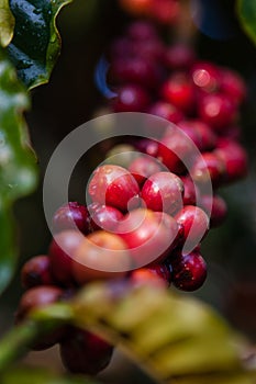 Coffee seed on the tree