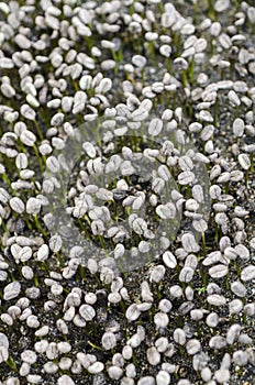 Coffee seedbed, beginning of coffee cultivation