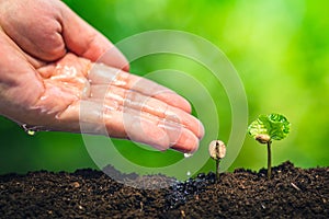 Coffee seedling in nature plant a tree concept, Young hand