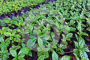 .Coffee seedlings in the nursery