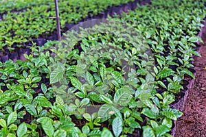 .Coffee seedlings in the nursery