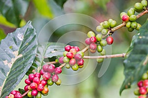 Coffee seeds on Coffea robusta Pierre ex Froehner L tree as the background.