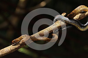 Coffee snake